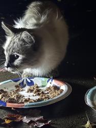Found/Stray Unknown Cat last seen Park Street and New Park Avenue, Hartford, CT 06106