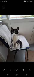 Lost Female Cat last seen Asda, Sinfin, England DE24 9NE