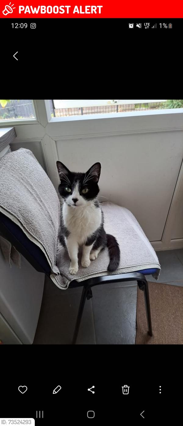 Lost Female Cat last seen Asda, Sinfin, England DE24 9NE