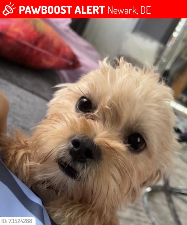 Lost Female Dog last seen Newark, De, Newark, DE 19702
