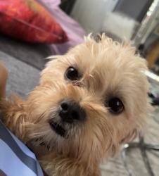 Lost Female Dog last seen Newark, De, Newark, DE 19702