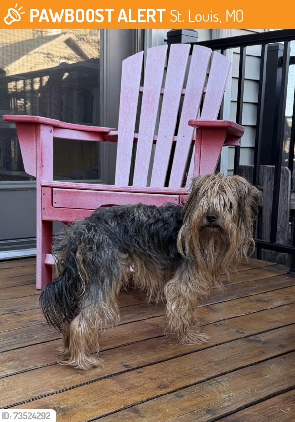 Found/Stray Male Dog last seen Near Olive Street 63108, St. Louis, MO 63108