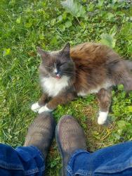 Lost Female Cat last seen Palmer & Saratoga, Downers Grove, IL 60516