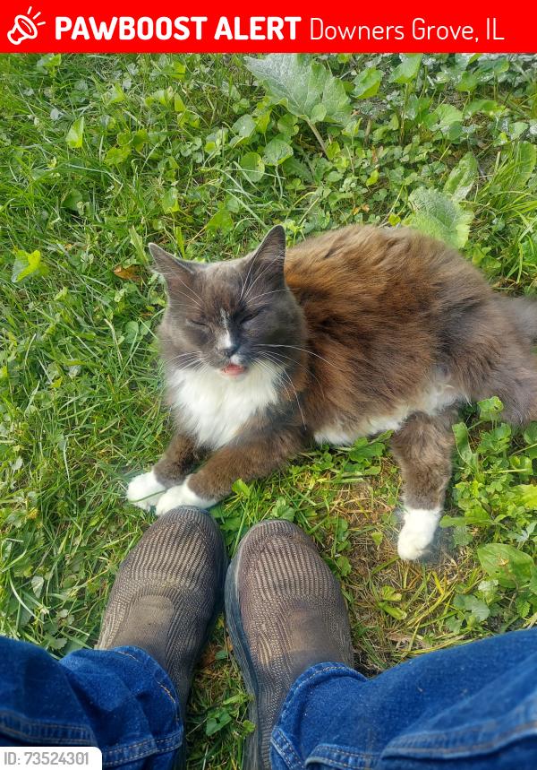 Lost Female Cat last seen Palmer & Saratoga, Downers Grove, IL 60516