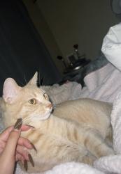 Reunited Male Cat last seen Higley & Germann, Gilbert, AZ 85297