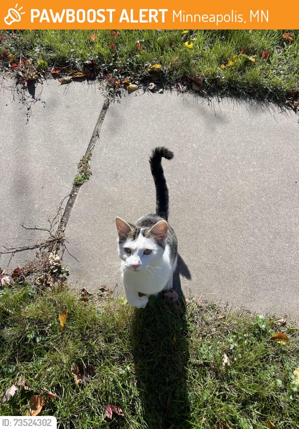 Found/Stray Unknown Cat last seen 23rd and 5th, Minneapolis, MN 55418