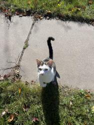 Found/Stray Unknown Cat last seen 23rd and 5th, Minneapolis, MN 55418