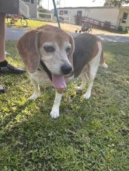 Reunited Unknown Dog last seen 23rd street and 54, Zephyrhills, FL 33542