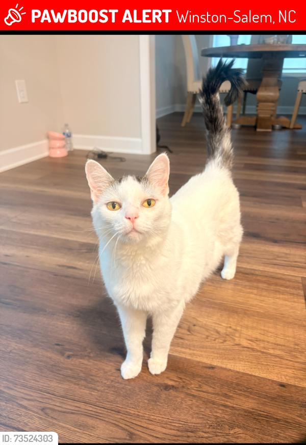 Lost Female Cat last seen Neighborhood or maybe the cemetery nearby, Winston-Salem, NC 27106