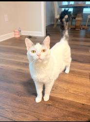 Lost Female Cat last seen Neighborhood or maybe the cemetery nearby, Winston-Salem, NC 27106