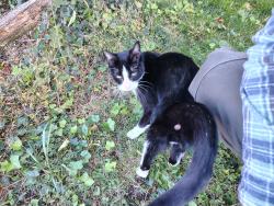Found/Stray Male Cat last seen North Chester road and strasburg rd in West Chester pa, Chester County, PA 19380