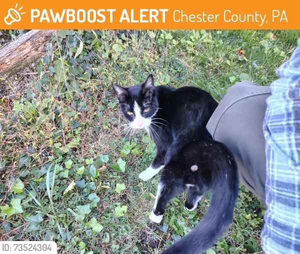 Found/Stray Male Cat last seen North Chester road and strasburg rd in West Chester pa, Chester County, PA 19380