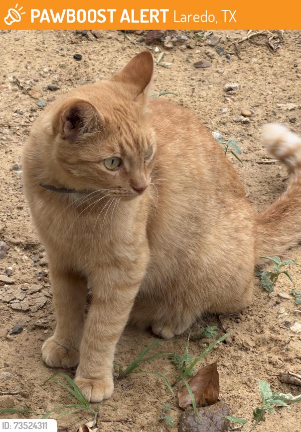 Found/Stray Unknown Cat last seen Rancho Viejo and Corral, Laredo, TX 78040