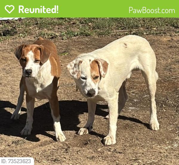 Reunited Male Dog last seen N Purdue Ave and Parsons, Oak Ridge, TN 37830