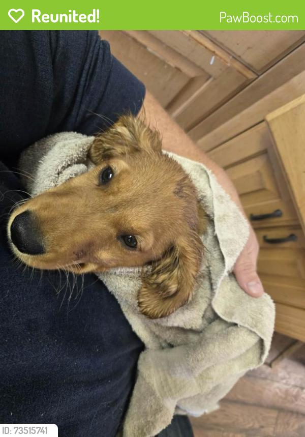 Reunited Female Dog last seen Farmington High School, Farmington, UT 84025