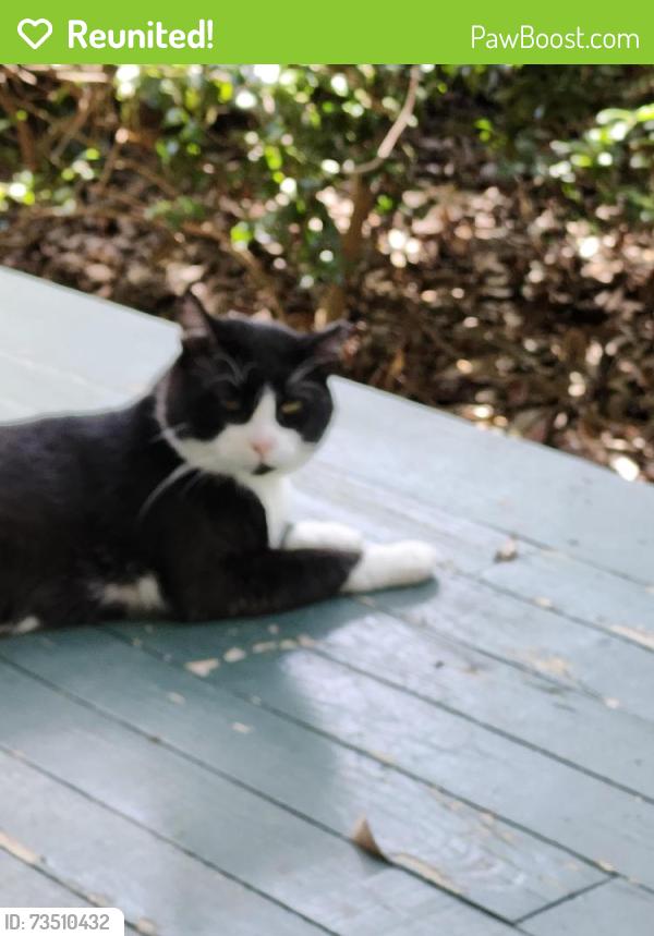 Reunited Male Cat last seen Near Pisgah Church Road, Tallahassee, FL 32309