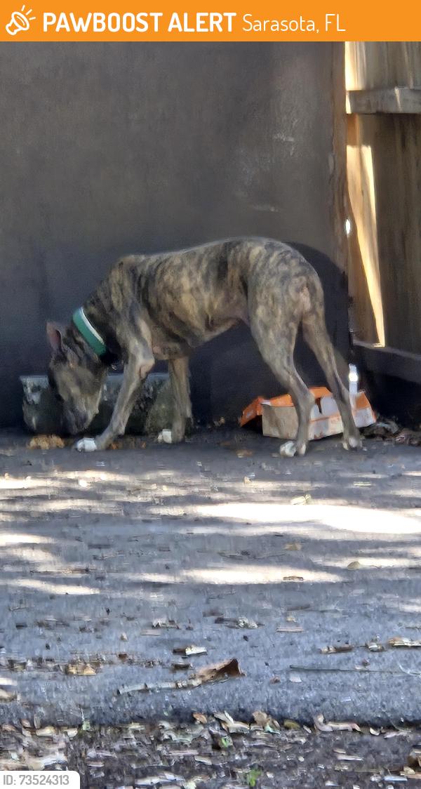 Found/Stray Male Dog last seen Popeyes on 301 & 10th, Sarasota, FL 34236