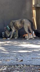 Found/Stray Male Dog last seen Popeyes on 301 & 10th, Sarasota, FL 34236
