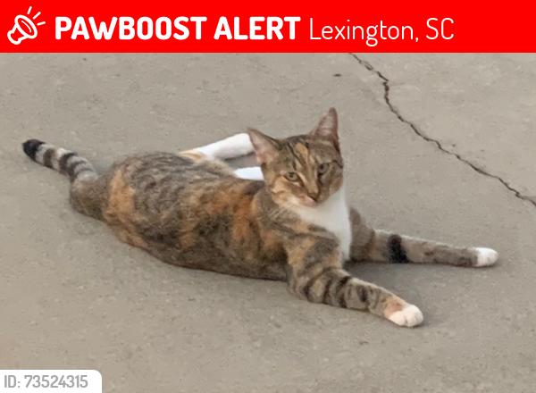 Lost Female Cat last seen Longs pond road, Lexington, SC 29073