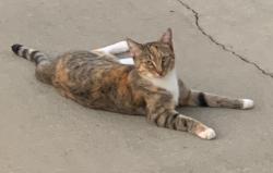 Lost Female Cat last seen Longs pond road, Lexington, SC 29073