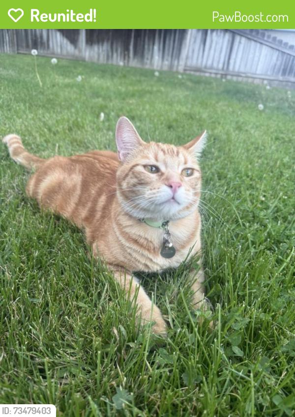 Reunited Male Cat last seen Broadway Ave, Boise, ID 83706