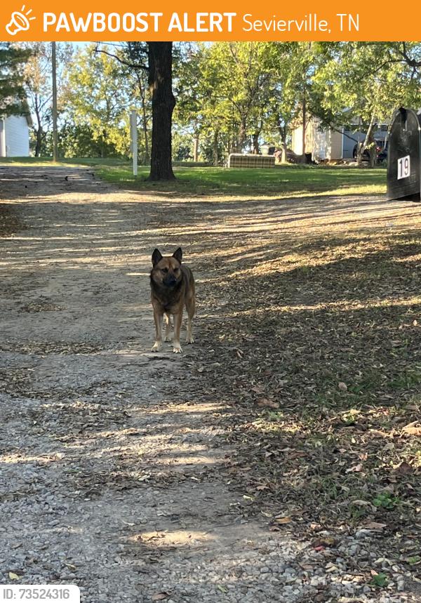 Found/Stray Male Dog last seen Flatwood Rd apmts, Sevierville, TN 37862