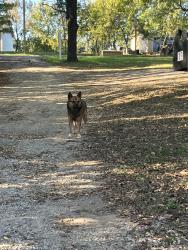 Found/Stray Male Dog last seen Flatwood Rd apmts, Sevierville, TN 37862
