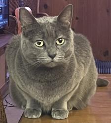 Reunited Female Cat last seen Center St, Salem, OR 97301