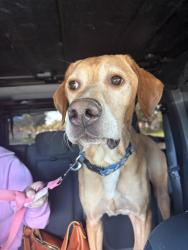 Found/Stray Male Dog last seen Near block Mesa, Amarillo, TX 79109