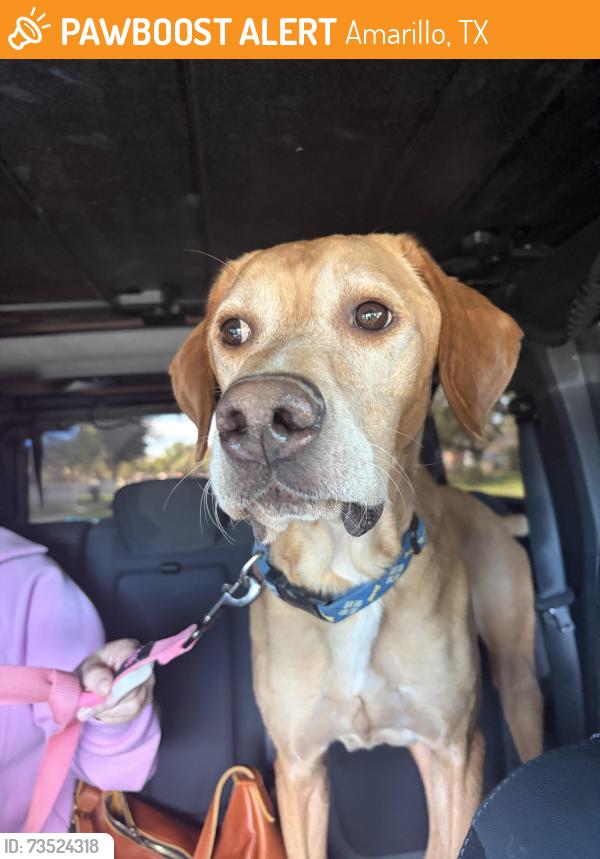 Found/Stray Male Dog last seen Near block Mesa, Amarillo, TX 79109