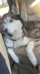 Reunited Male Dog last seen Marlin drive, McDonough, GA 30253