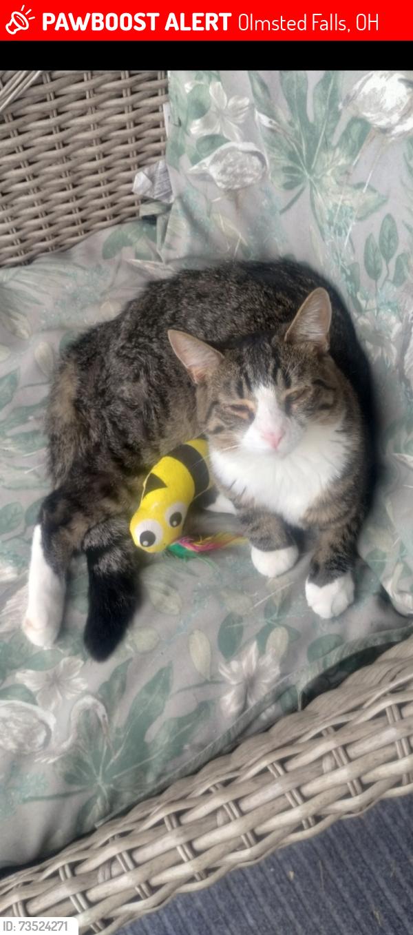 Lost Male Cat last seen Off Stearns Road in Oakwood ests, Olmsted Falls, OH 44138