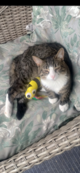 Lost Male Cat last seen Off Stearns Road in Oakwood ests, Olmsted Falls, OH 44138