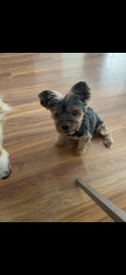Lost Male Dog last seen Goldenwood, Citrus Heights, CA 95621