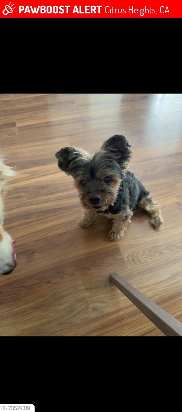 Lost Male Dog last seen Goldenwood, Citrus Heights, CA 95621