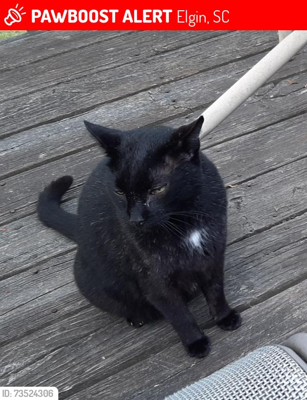 Lost Male Cat last seen Hickory Hill Trail in Briarcliffe subdivision, Elgin, SC 29045