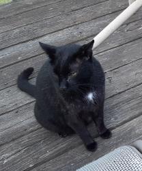 Lost Male Cat last seen Hickory Hill Trail in Briarcliffe subdivision, Elgin, SC 29045