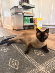 Lost Male Cat last seen Brea Sommerset Community, Brea, CA 92821