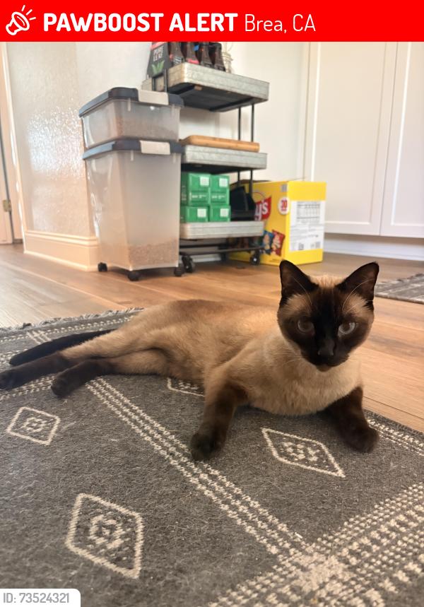 Lost Male Cat last seen Brea Sommerset Community, Brea, CA 92821