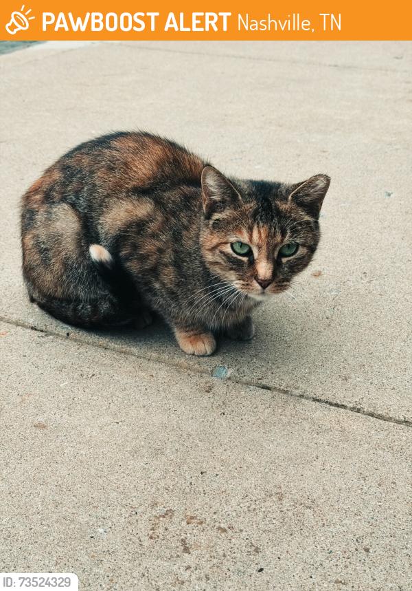 Found/Stray Unknown Cat last seen Charlotte pike, Nashville, TN 37209