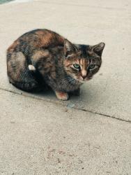 Found/Stray Unknown Cat last seen Charlotte pike, Nashville, TN 37209