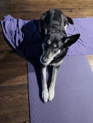 Reunited Female Dog last seen Near Edgewood Ave, Richmond, VA 23222, USA, Richmond, VA 23222