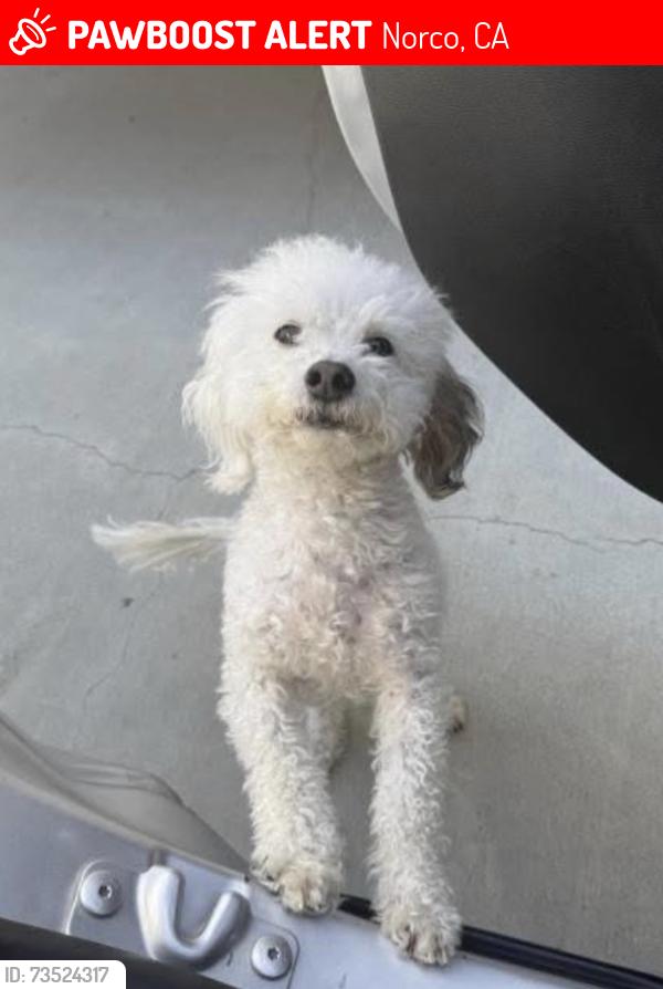 Lost Male Dog last seen River Road Norco or Hammer Avenue Norco, Norco, CA 92860