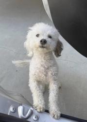 Lost Male Dog last seen River Road Norco or Hammer Avenue Norco, Norco, CA 92860