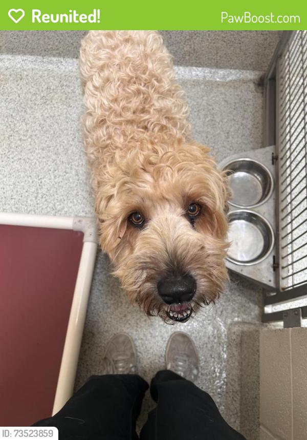 Reunited Male Dog last seen Belmont Rd & 61st Street, Downers Grove, IL 60559