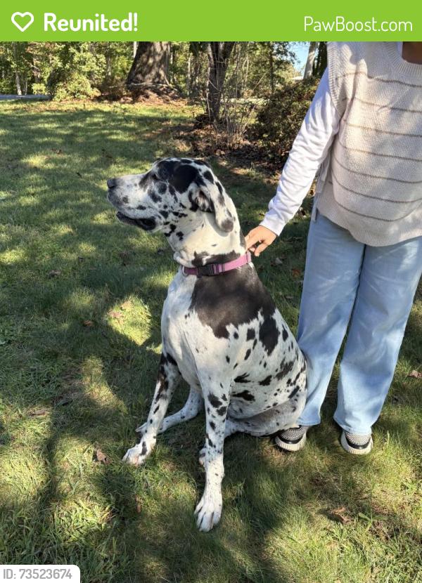 Reunited Female Dog last seen Oxford Elementary School, Claremont, NC 28610