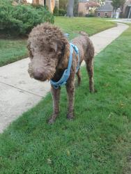 Found/Stray Male Dog last seen Water Oak and Stoney Point in Chase Oaks, Plano, TX 75025