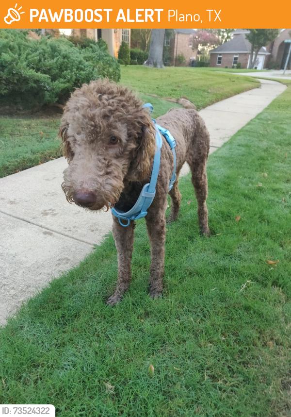 Found/Stray Male Dog last seen Water Oak and Stoney Point in Chase Oaks, Plano, TX 75025