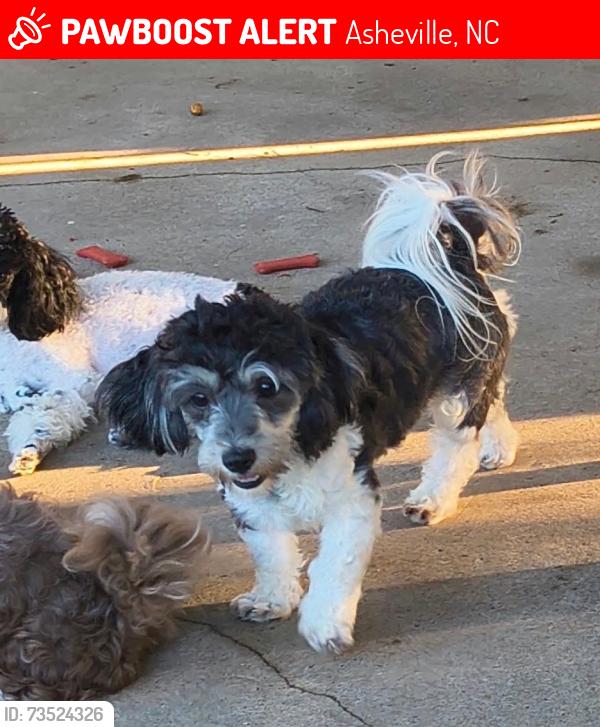 Lost Female Dog last seen Biltmore Park, Asheville, NC 28803