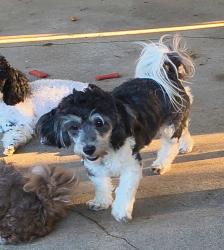 Lost Female Dog last seen Biltmore Park, Asheville, NC 28803